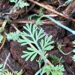 Artemisia frigida 葉