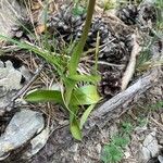 Orchis spitzelii पत्ता