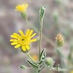 Pulicaria arabica Flower