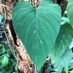 Philodendron brunneicaule