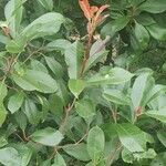 Photinia serratifoliaFolha