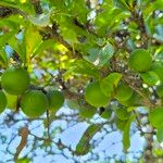 Dovyalis caffra Frucht