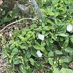 Thunbergia fragrans Leaf