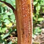 Orobanche laserpitii-sileris Leaf