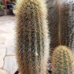 Cleistocactus variispinus