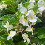 Begonia hirtella Bloem