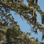 Pinus lambertiana Hábito