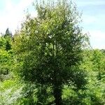 Quercus myrsinifolia Habitus