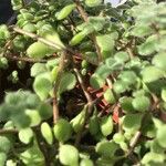 Crassula expansa പുറംതൊലി