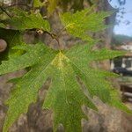 Platanus orientalis葉