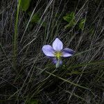 Cipura campanulata Blomst