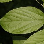 Celtis caudata Blad