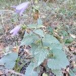 Campanula tracheliumKukka