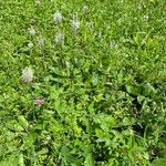 Plantago media موطن