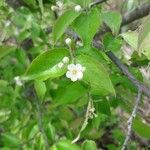 Pourthiaea villosa Blatt