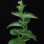 Scrophularia pauciflora Habit