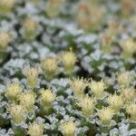 Raoulia australis Floare