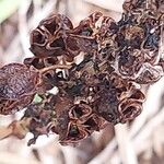 Asphodelus macrocarpus Fruit