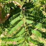 Jacaranda cuspidifolia Hoja