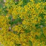 Alyssum argenteum Flower