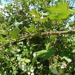 Rubus winteri Habitus