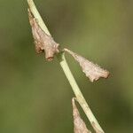 Cyphomeris crassifolia