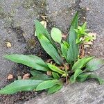 Solidago juncea Leaf