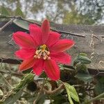 Passiflora manicata Blomma