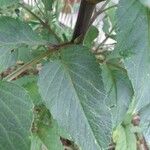 Dahlia × cultorum Leaf