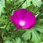 Callirhoe digitata Flower