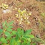 Aralia hispida Fruto