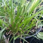 Cyperus richardii पत्ता