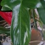 Philodendron panduriforme 葉