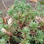 Sedum forsterianum Leaf