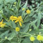 Verbesina alternifolia Flower
