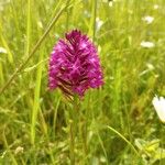 Anacamptis pyramidalisBlomst