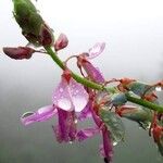 Desmodium intortum Blüte