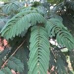 Senegalia ataxacantha Leaf