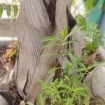 Satureja hortensis Leaf