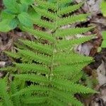 Thelypteris noveboracensis Blatt