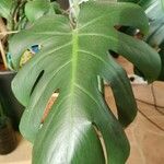 Monstera deliciosaLeaf