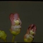 Scrophularia lanceolata Λουλούδι