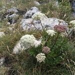 Libanotis pyrenaica Flower