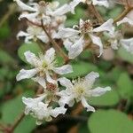 Rubus canescens 花
