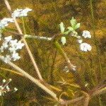Oenanthe aquatica Flor