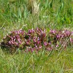 Pedicularis sylvatica Habit