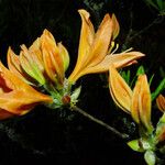Rhododendron japonicum Flor