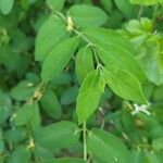 Lonicera morrowii Лист