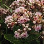 Syzygium viriosum Цветок
