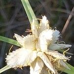 Cyperus niveus Λουλούδι
